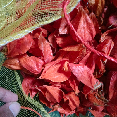 锦灯笼  统货  黑龙江