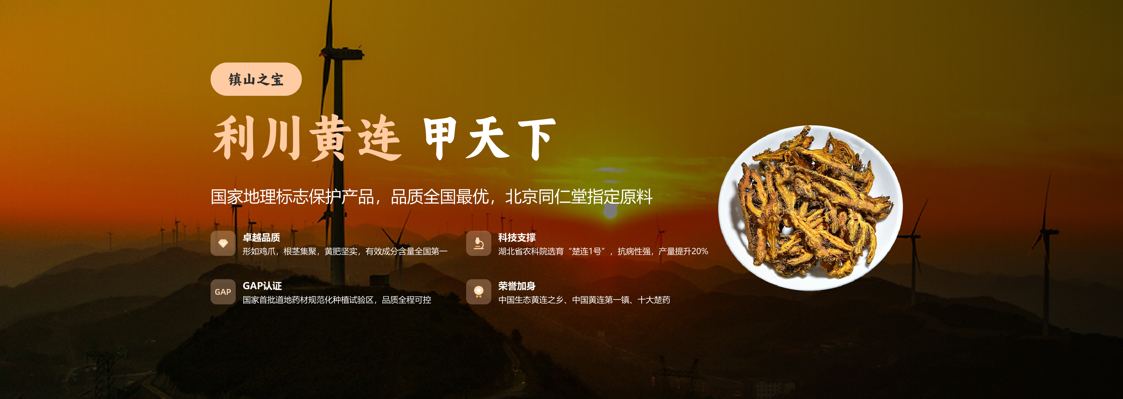 利川黄连 甲天下